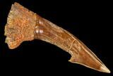 Fossil Sawfish (Onchopristis) Rostral Barb- Morocco #106402-1